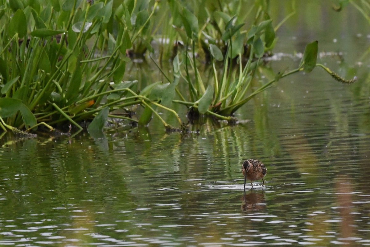 Long-billed Dowitcher - ML621537108