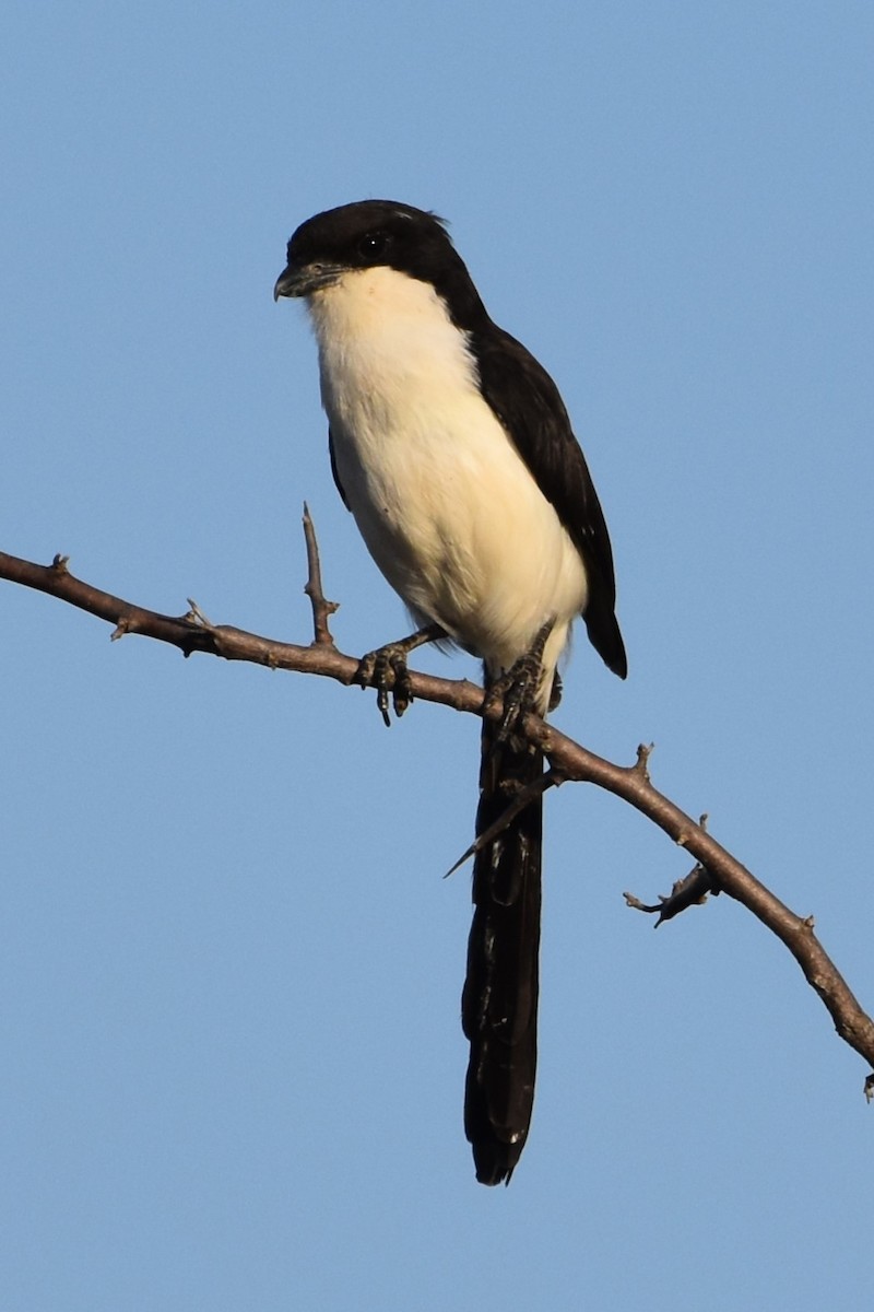 Long-tailed Fiscal - ML621537165