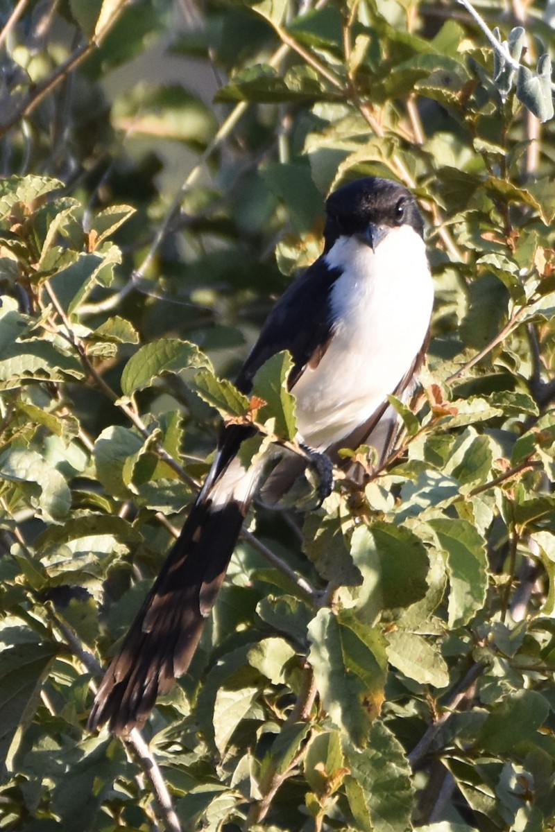 Long-tailed Fiscal - ML621537166