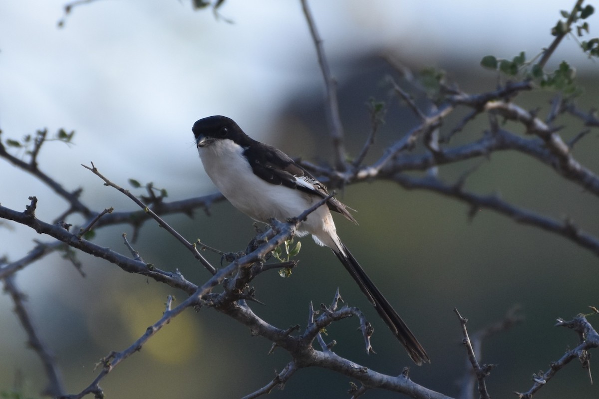 Long-tailed Fiscal - ML621537167