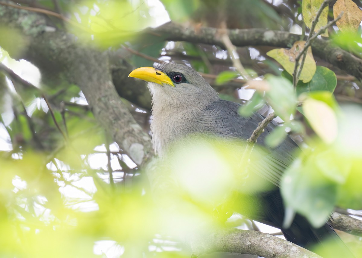 Green Malkoha - ML621537177