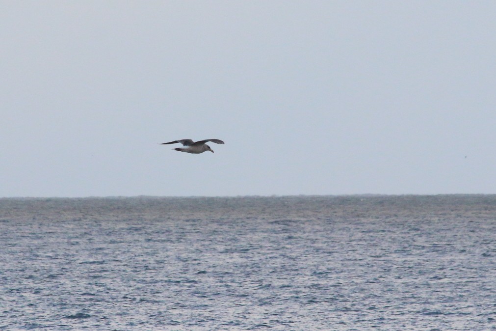 Kelp Gull (dominicanus) - ML621537197