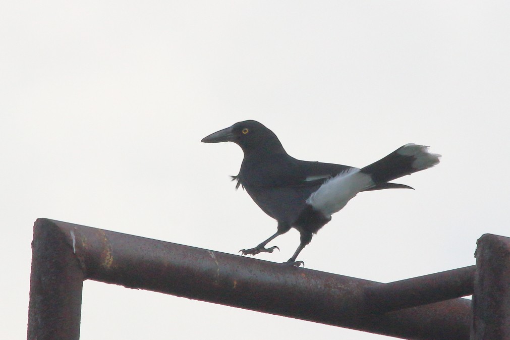Pied Currawong - ML621537208