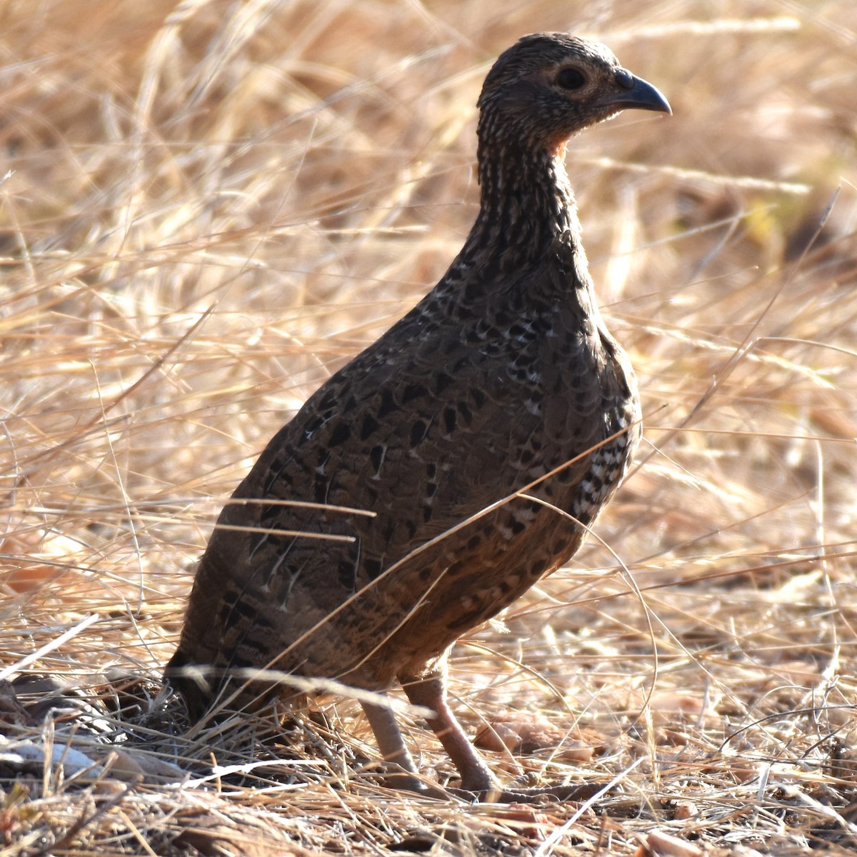 Swainson's Spurfowl - ML621537222