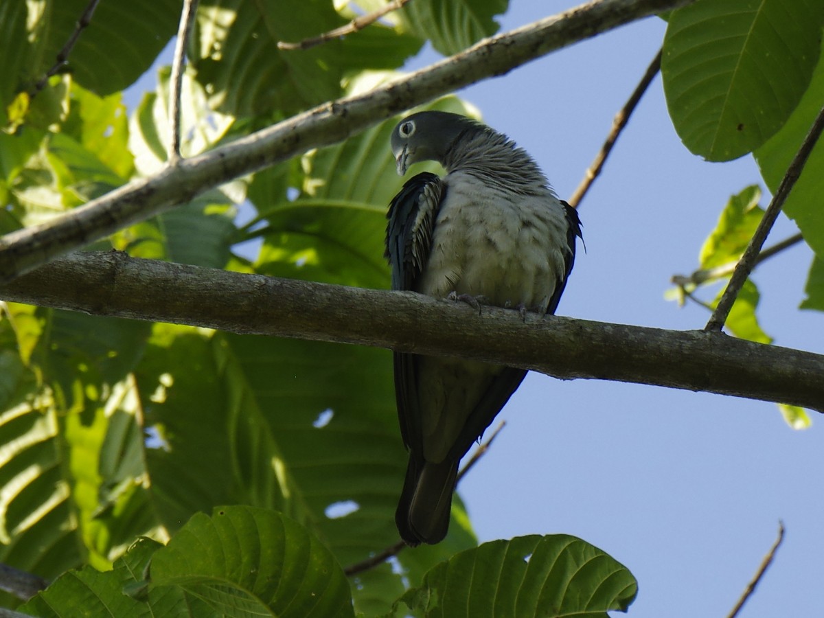 Spectacled Imperial-Pigeon - ML621537224
