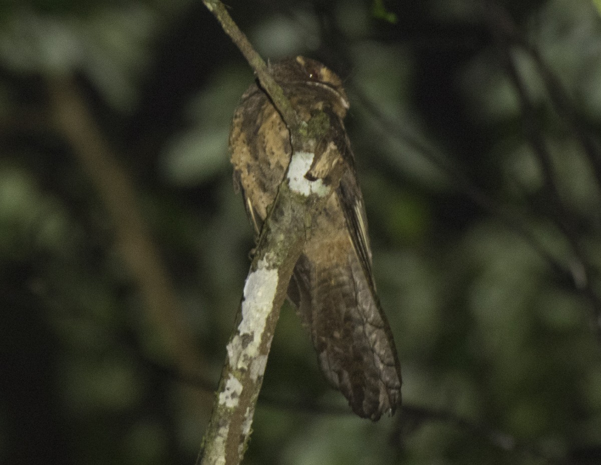Moluccan Owlet-nightjar - ML621537226