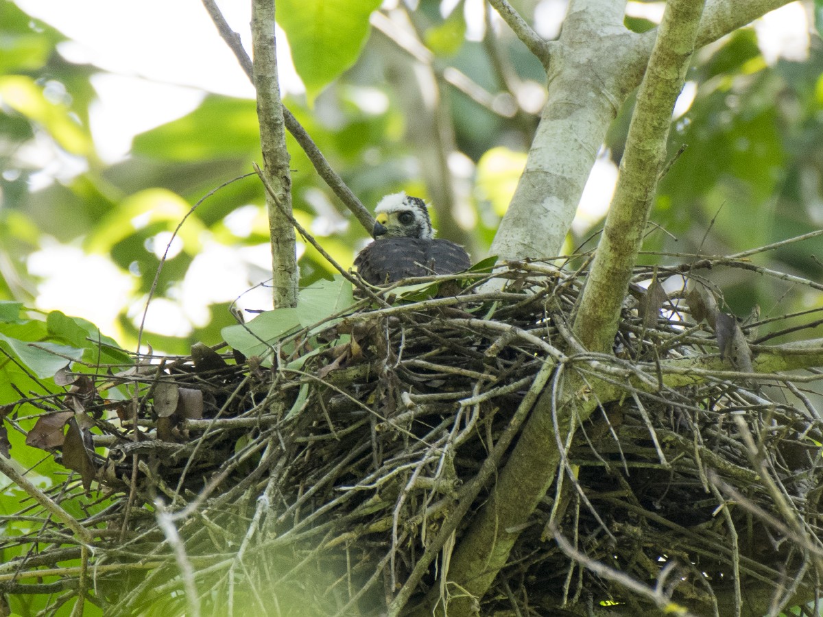 Moluccan Goshawk - ML621537227