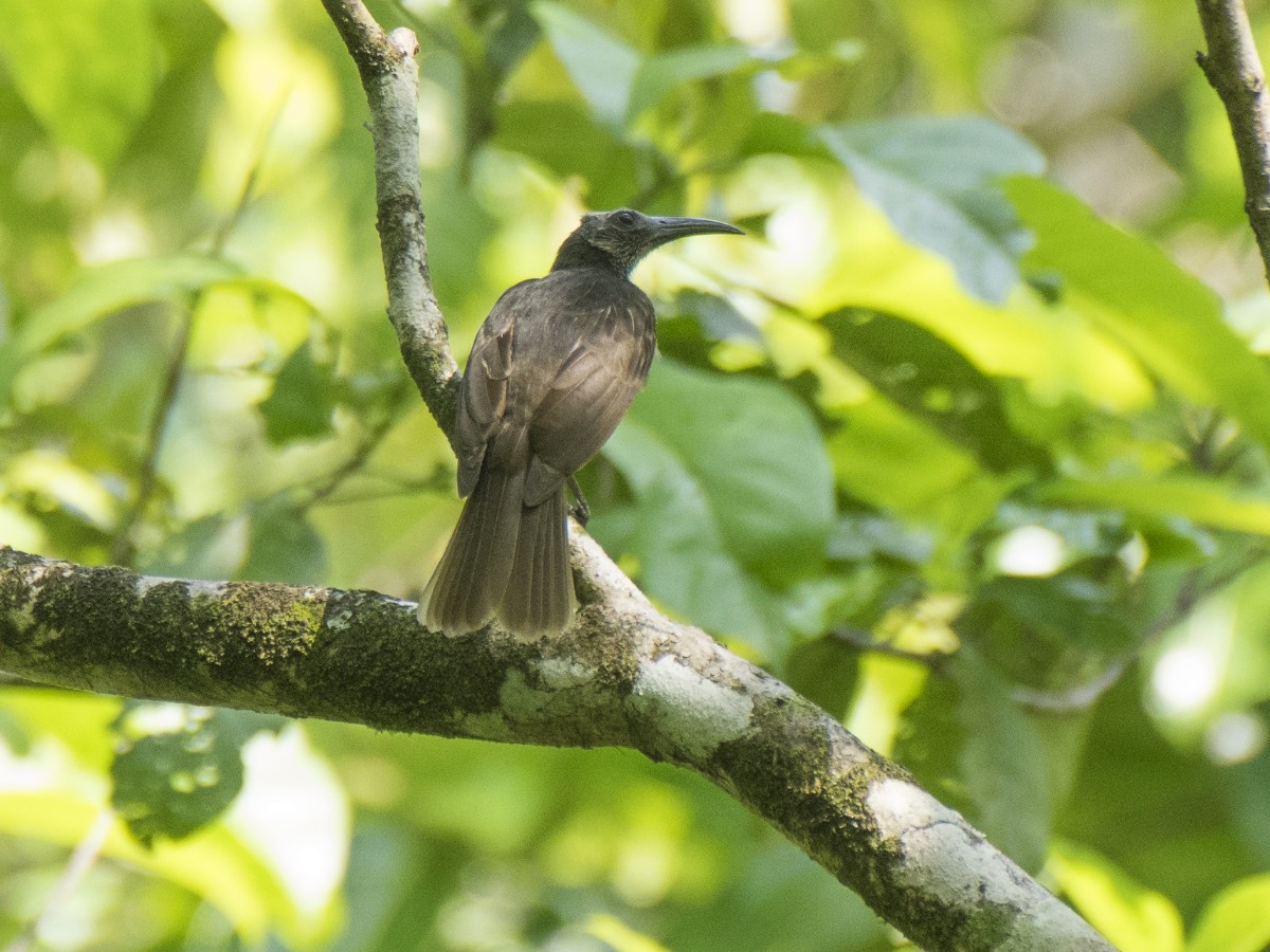 White-streaked Friarbird - ML621537229