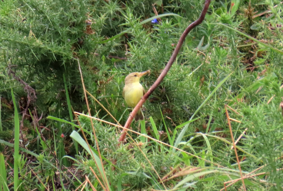 Melodious Warbler - ML621537256