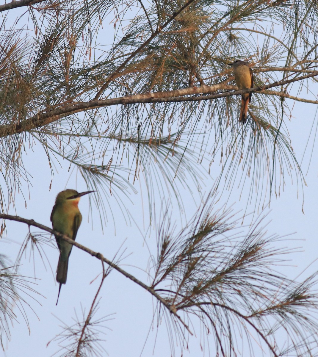 Blue-tailed Bee-eater - ML621537274