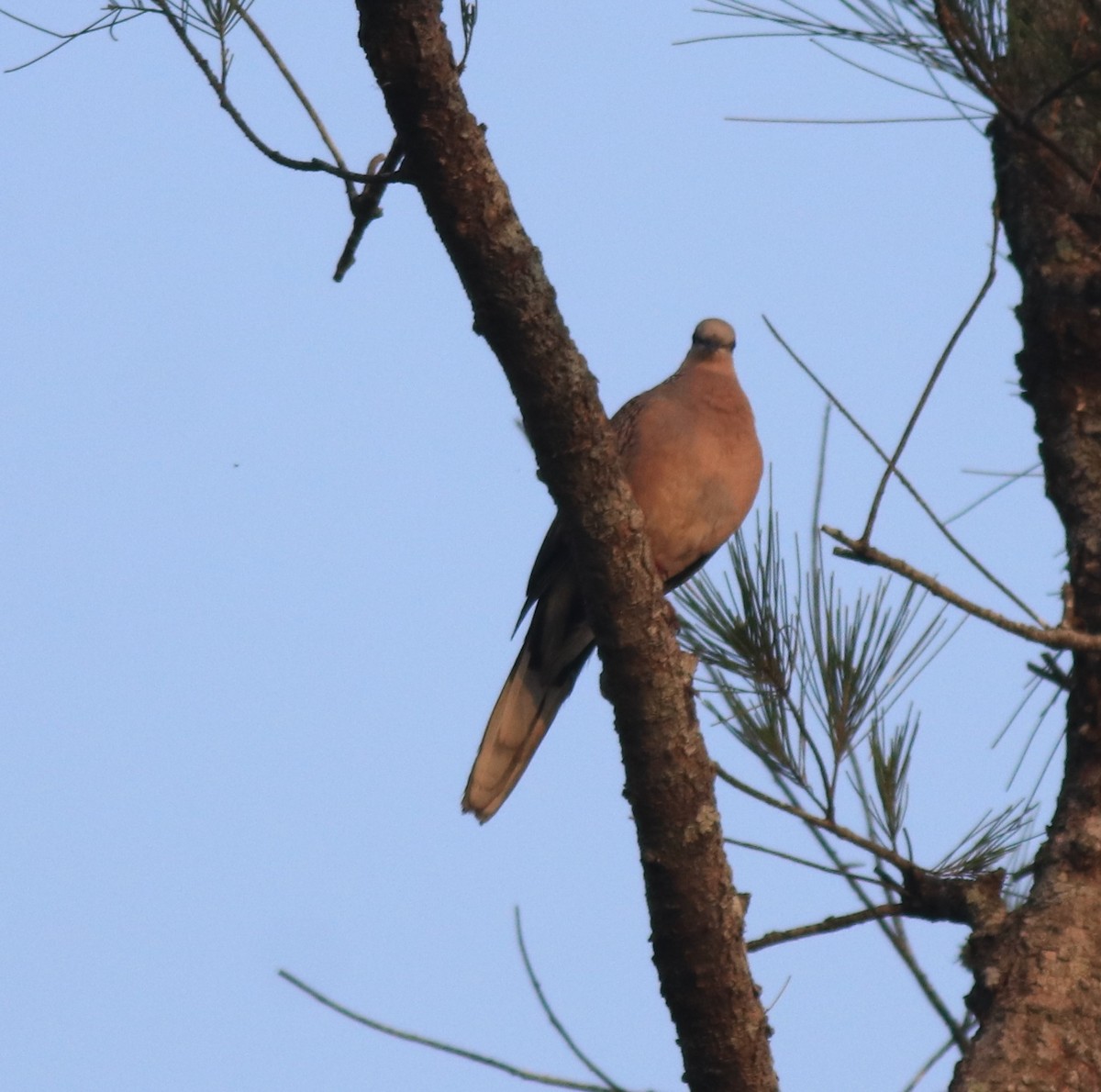 Spotted Dove - ML621537307