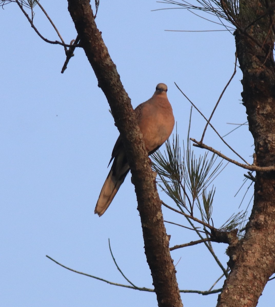 Spotted Dove - ML621537308