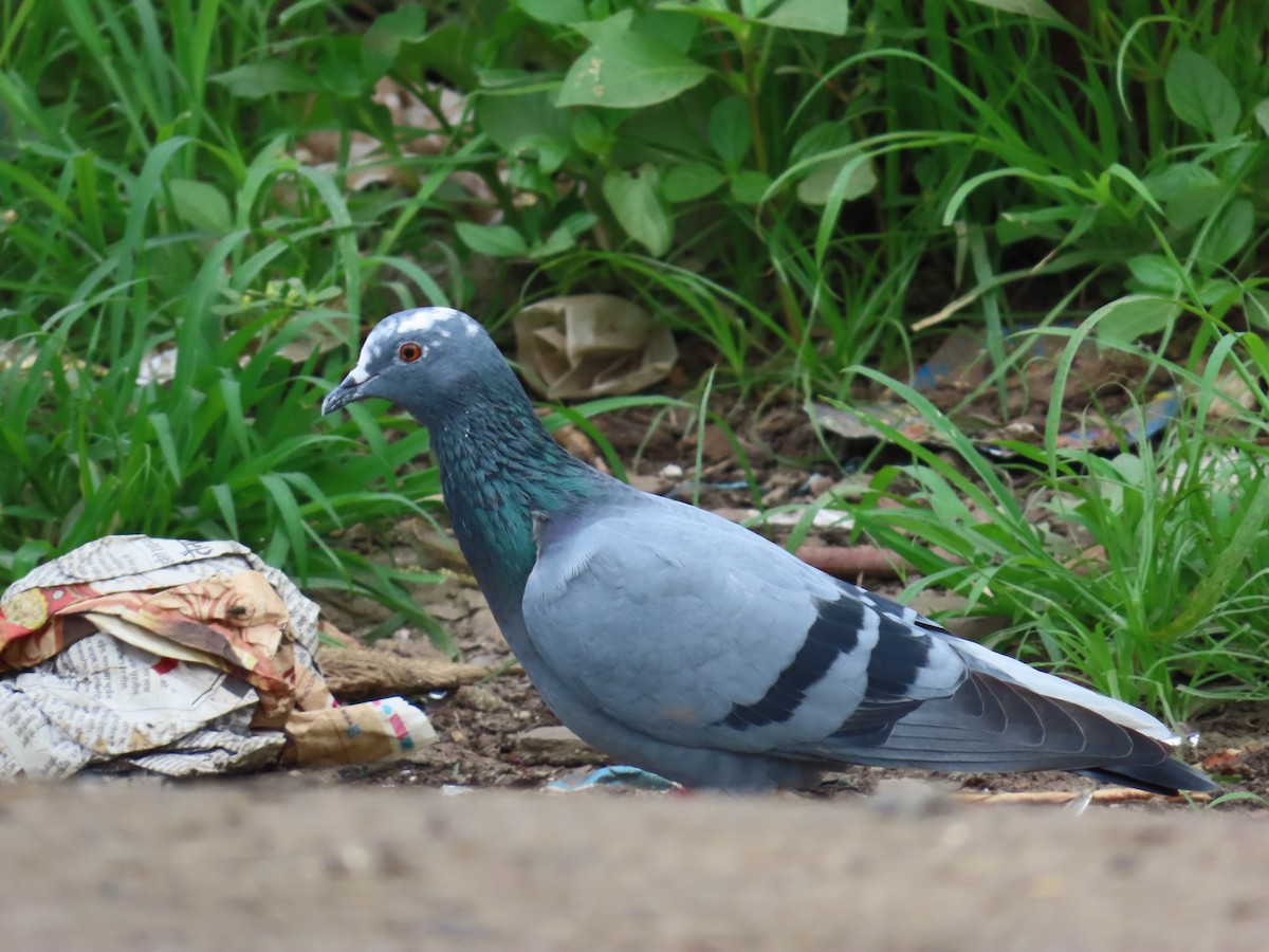 Rock Pigeon (Feral Pigeon) - ML621537349