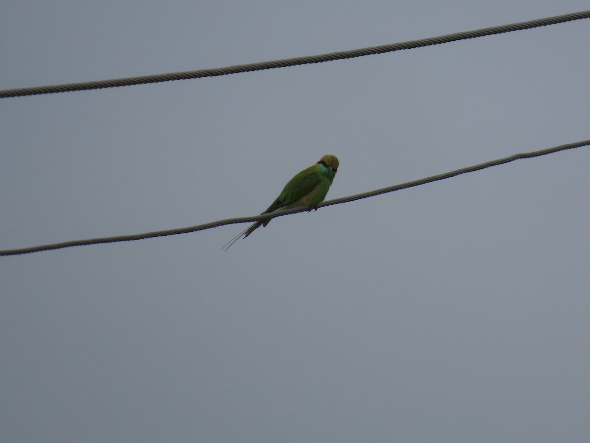 Asian Green Bee-eater - ML621537433