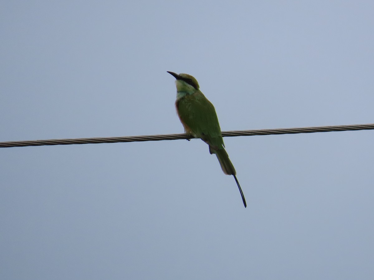 Asian Green Bee-eater - ML621537435