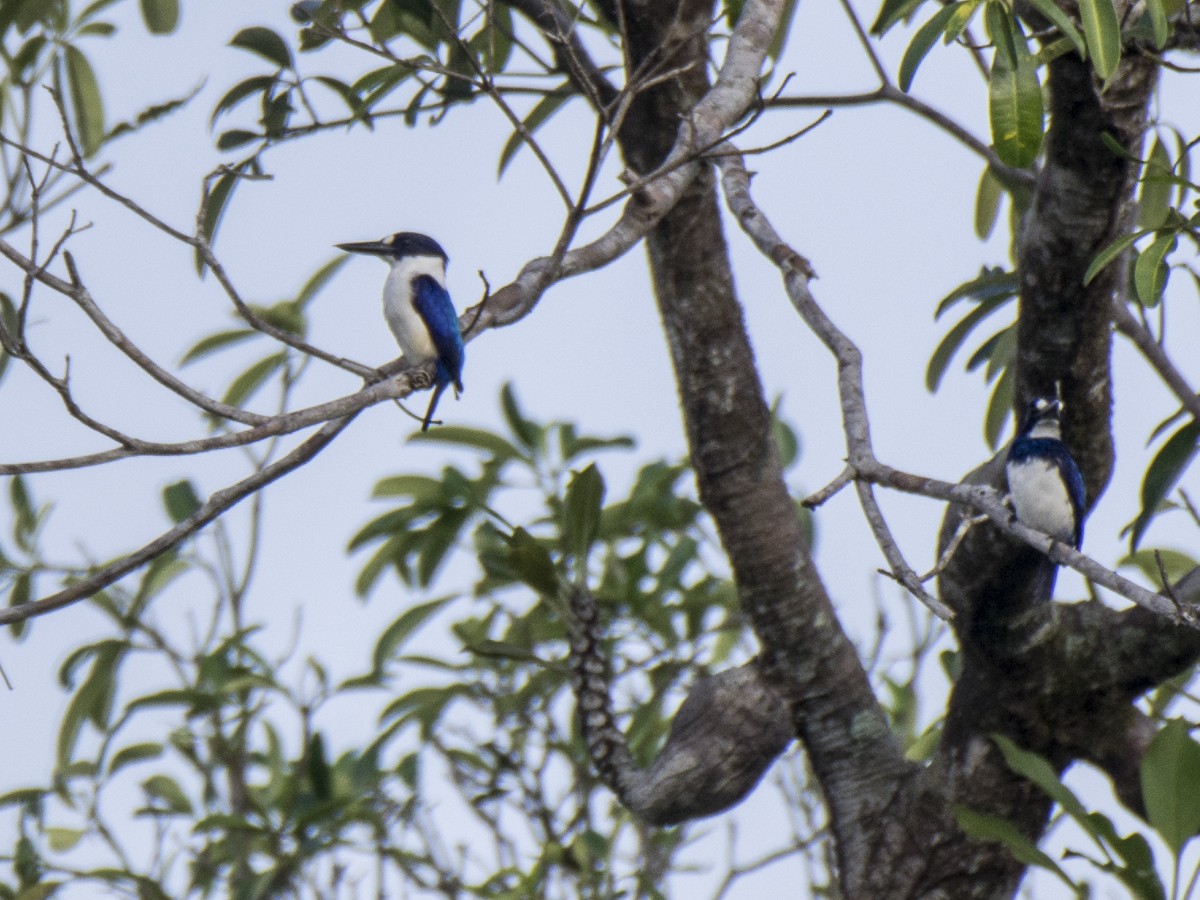 Blue-and-white Kingfisher - ML621537440