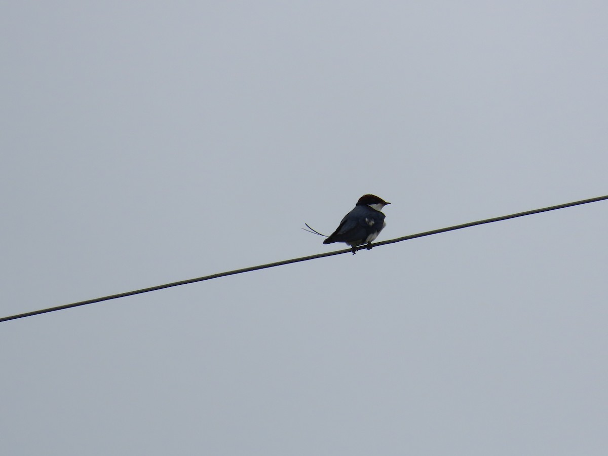 Wire-tailed Swallow - ML621537452