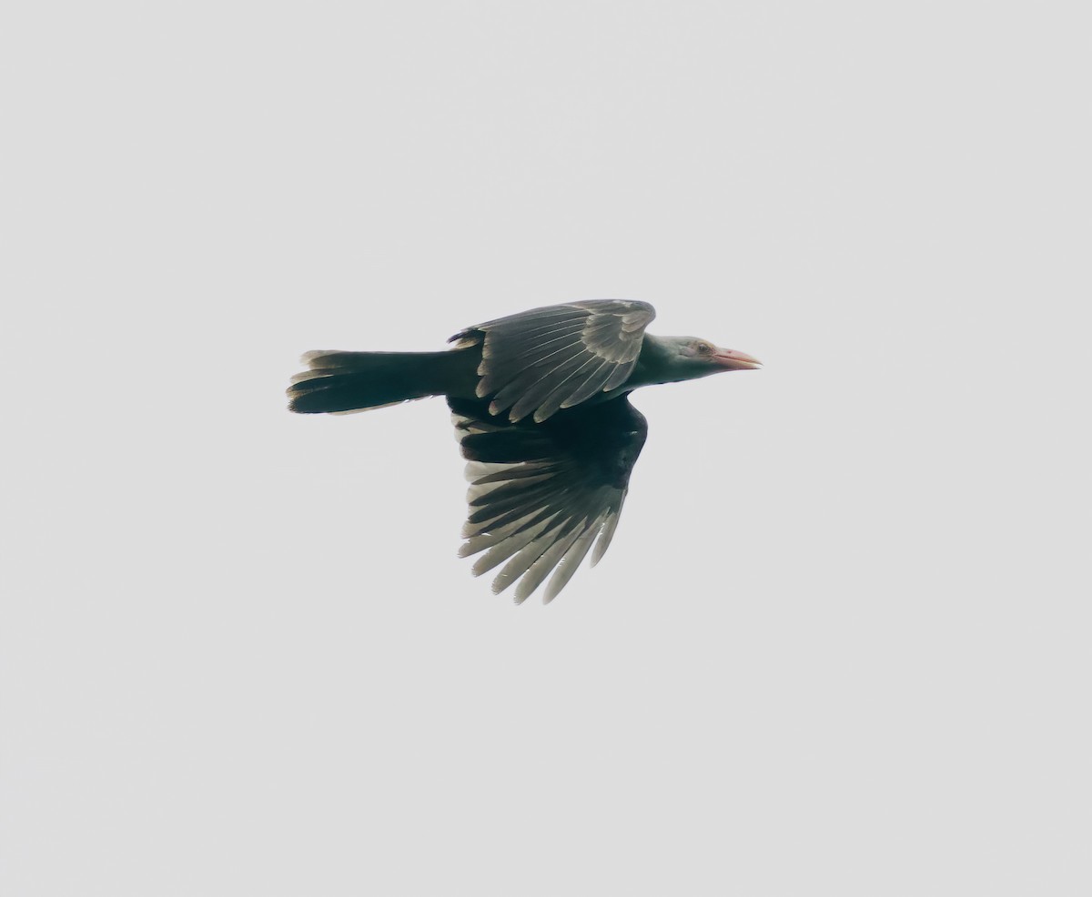 Gray Crow - ML621537531