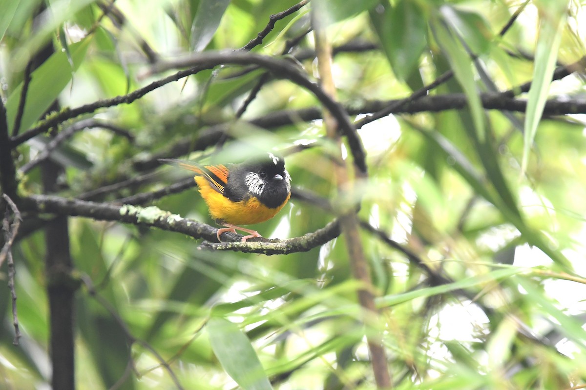 Golden-breasted Fulvetta - ML621537542