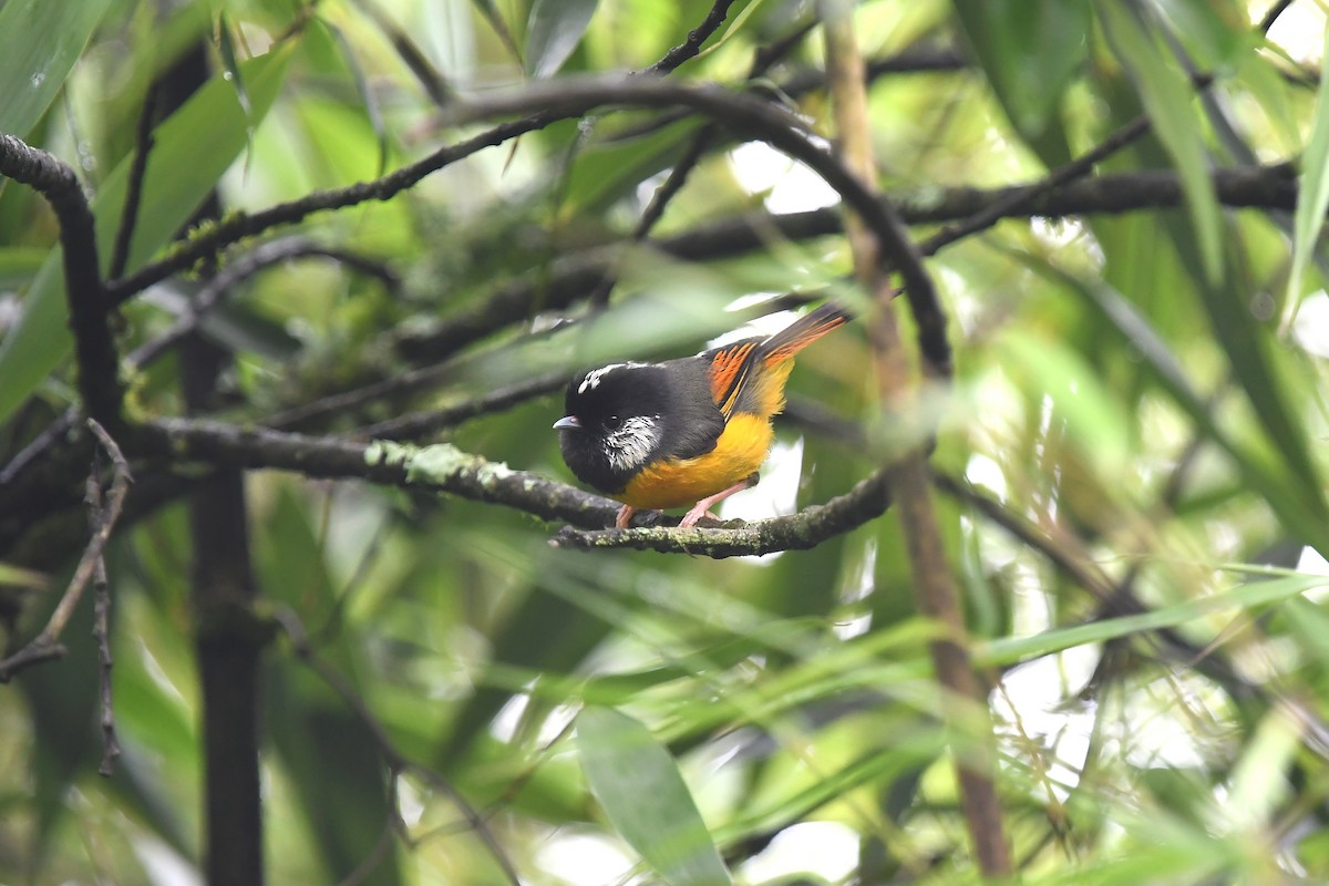 Golden-breasted Fulvetta - ML621537543