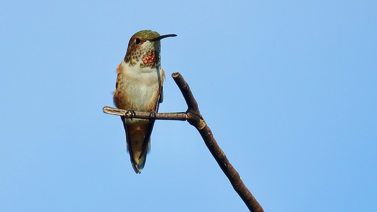 rødkolibri/chaparralkolibri - ML621537545