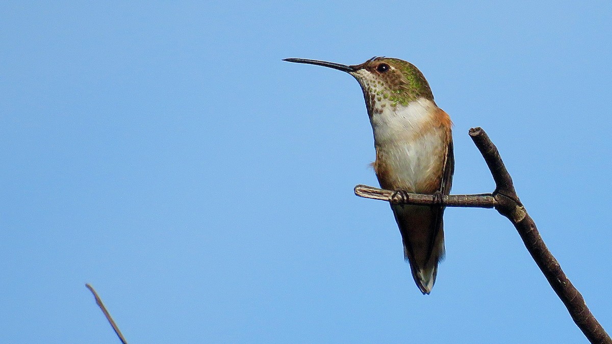 Rufous/Allen's Hummingbird - ML621537548