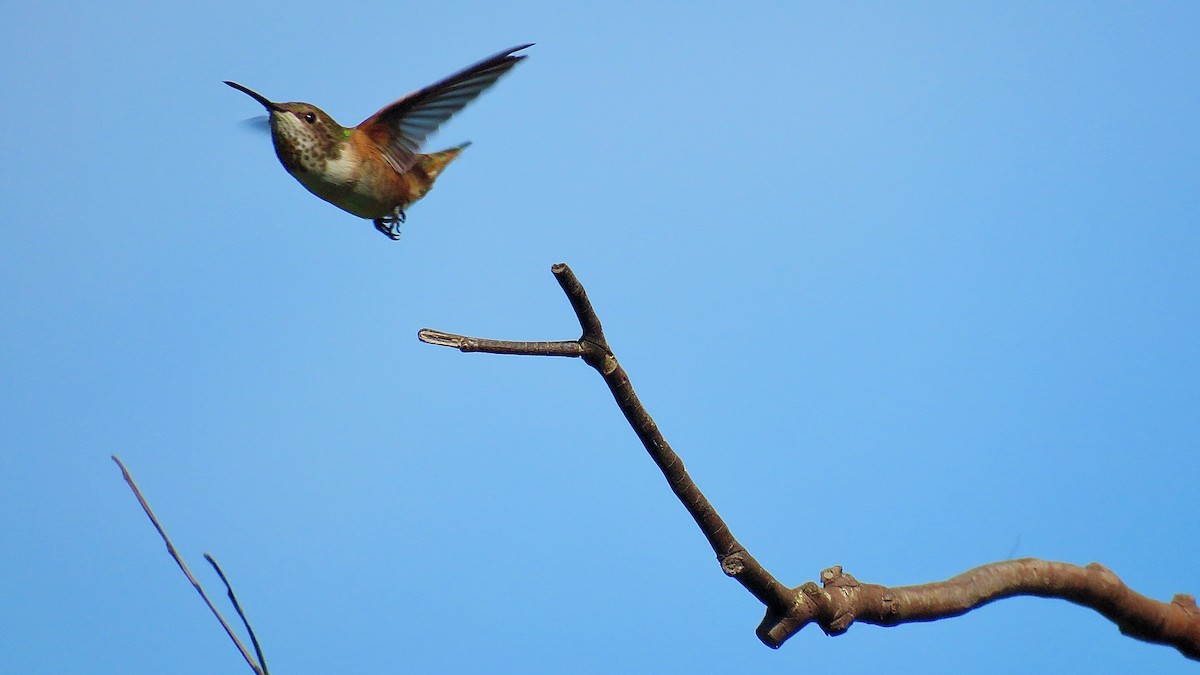 Rufous/Allen's Hummingbird - ML621537552