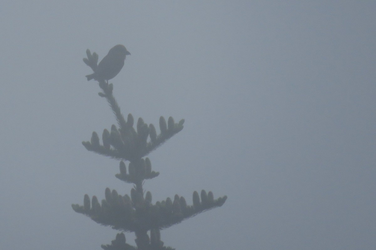 Red Crossbill - Josh Fecteau