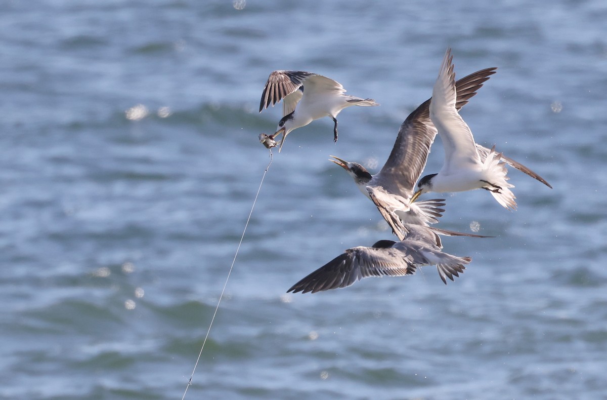 eBird Checklist - 15 Jul 2024 - Inskip Point - 35 species
