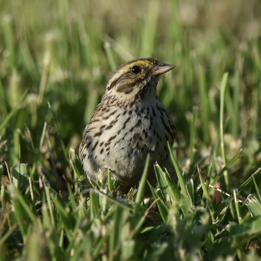 Savannah Sparrow - ML621537796