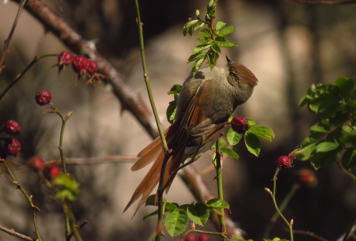 Brown-capped Tit-Spinetail - ML621537802