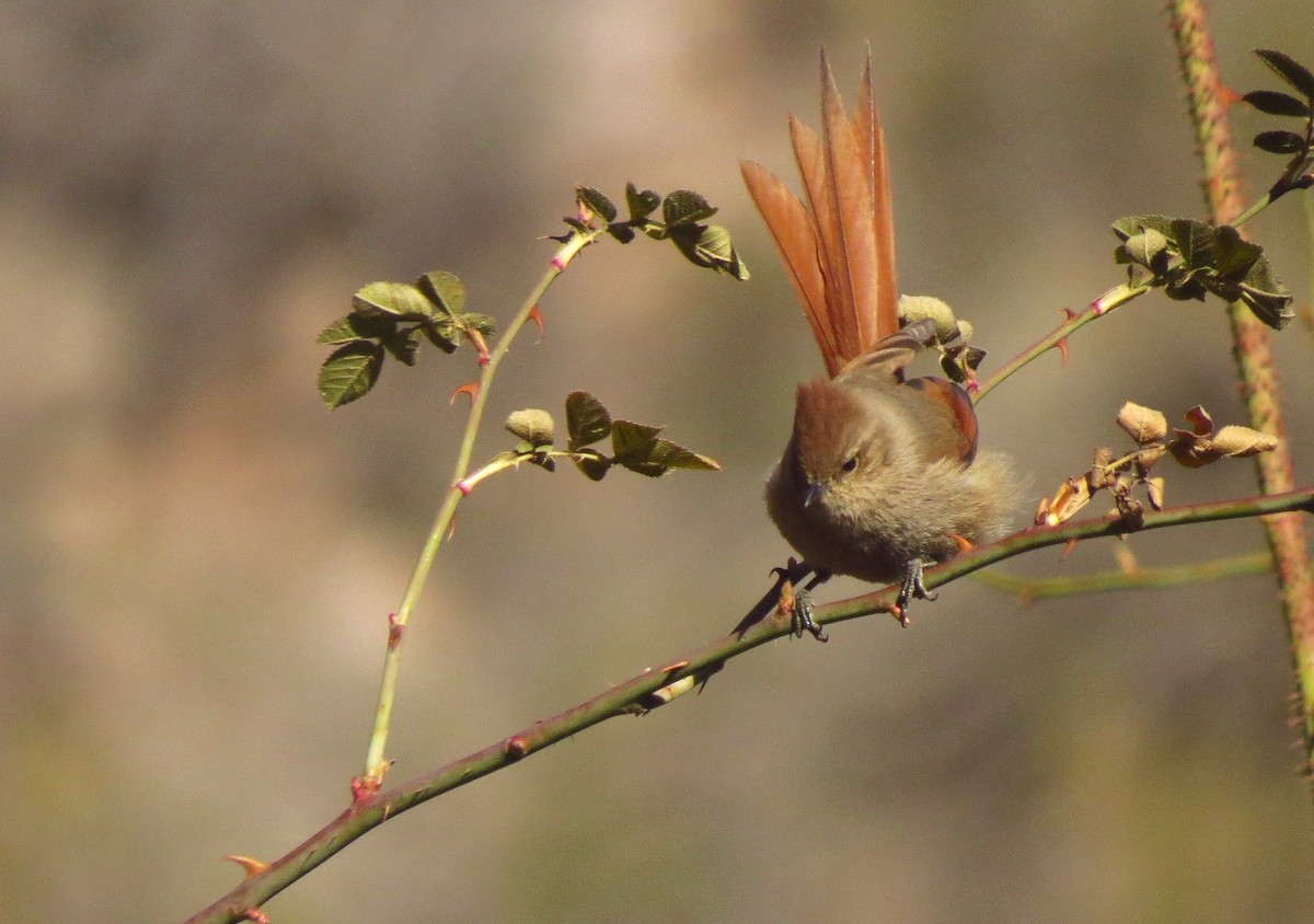 Brown-capped Tit-Spinetail - ML621537803