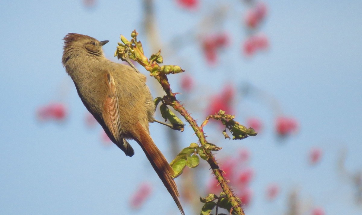 Brown-capped Tit-Spinetail - ML621537804
