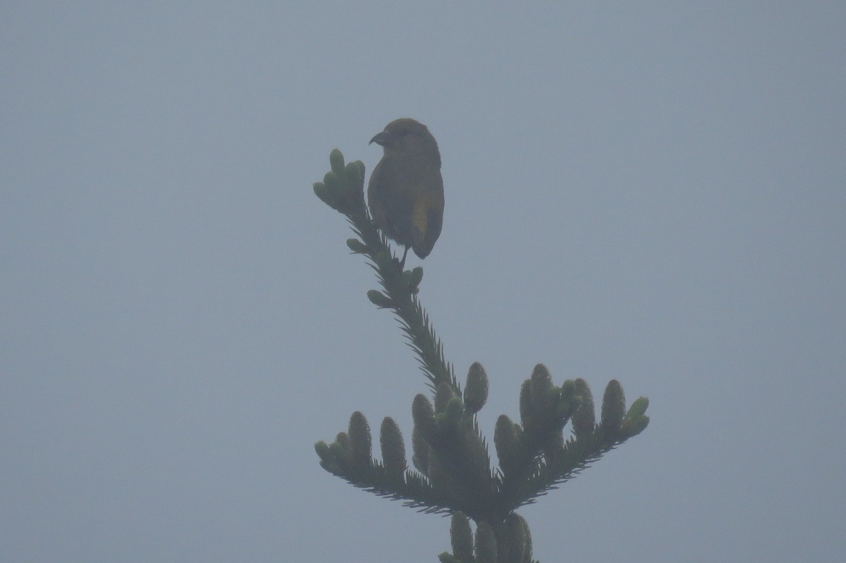 Red Crossbill - ML62153781