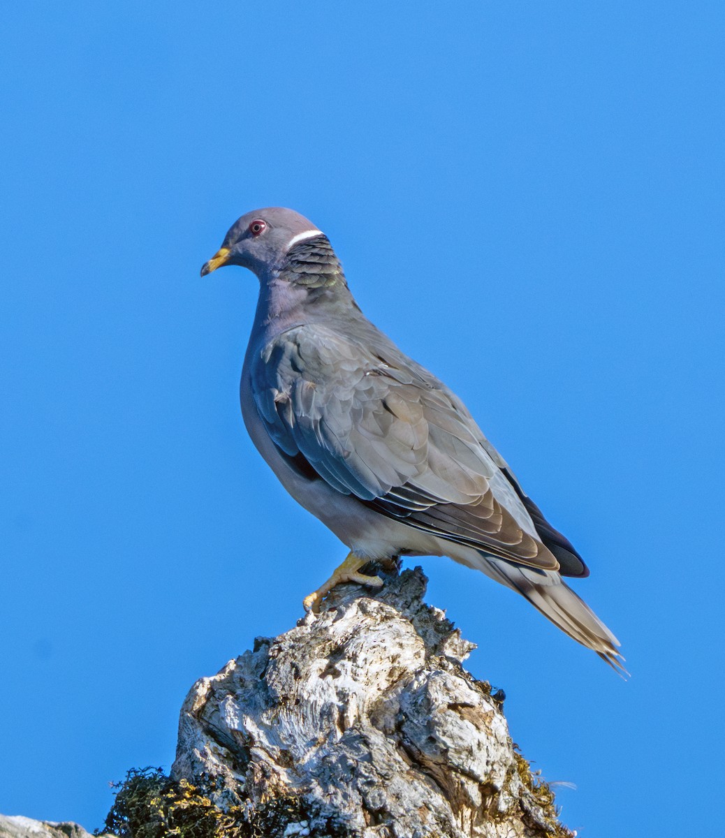 Eurasian Collared-Dove - ML621537818