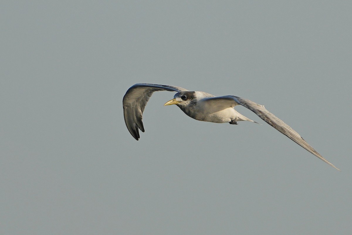 Great Crested Tern - ML621537825