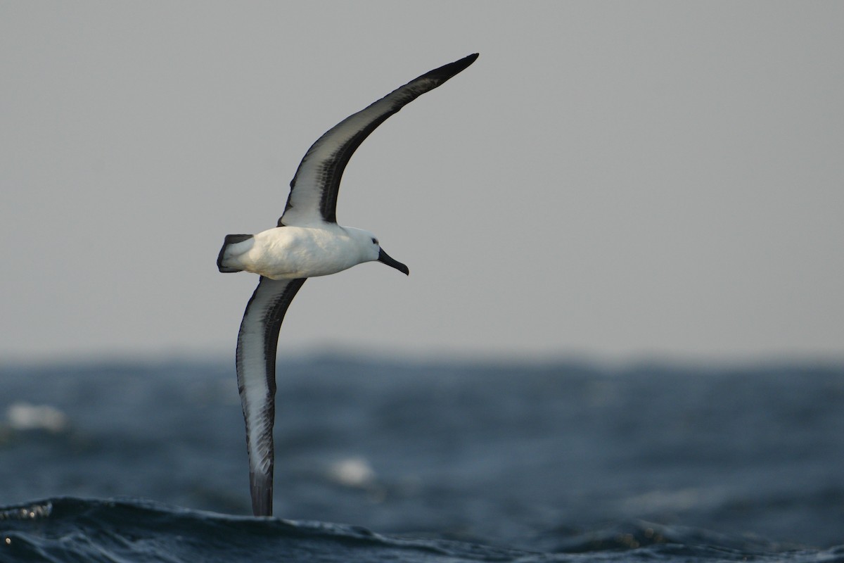 Indian Yellow-nosed Albatross - ML621537830