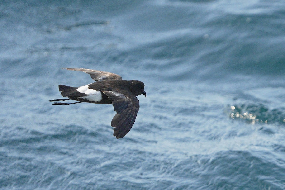 Wilson's Storm-Petrel (Wilson's) - ML621537831