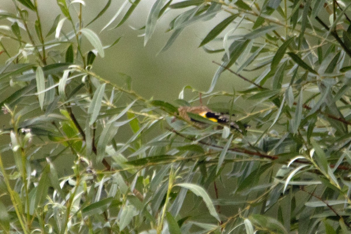 Chardonneret élégant - ML621537870