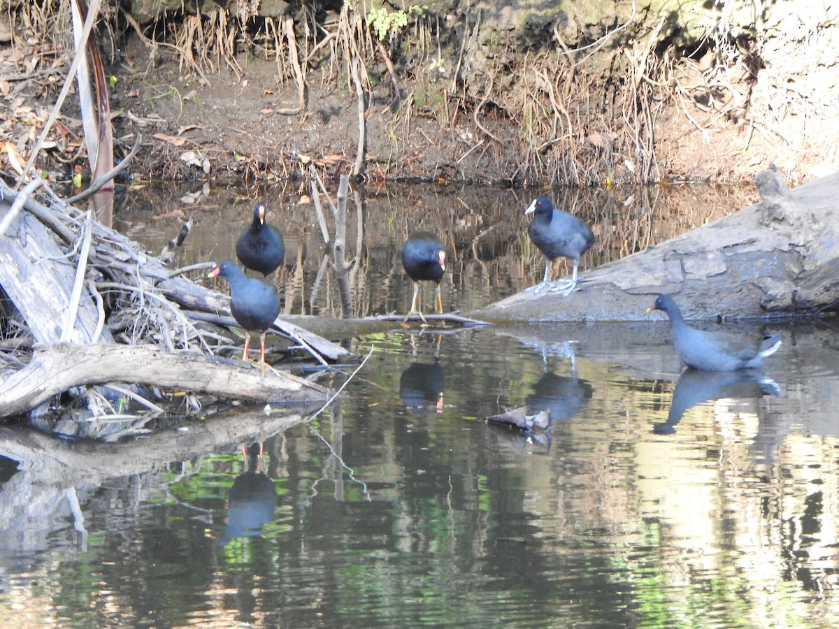 Dusky Moorhen - ML621537884