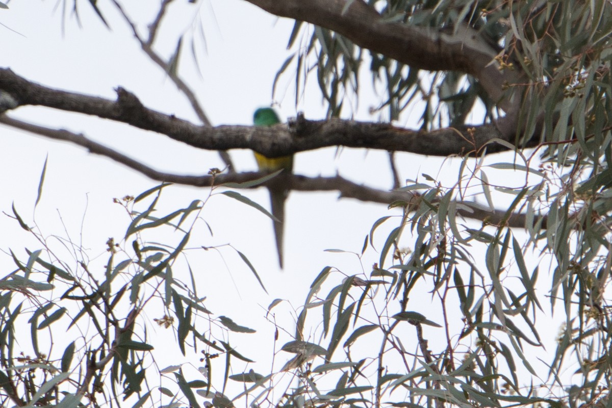 Red-rumped Parrot - ML621537896