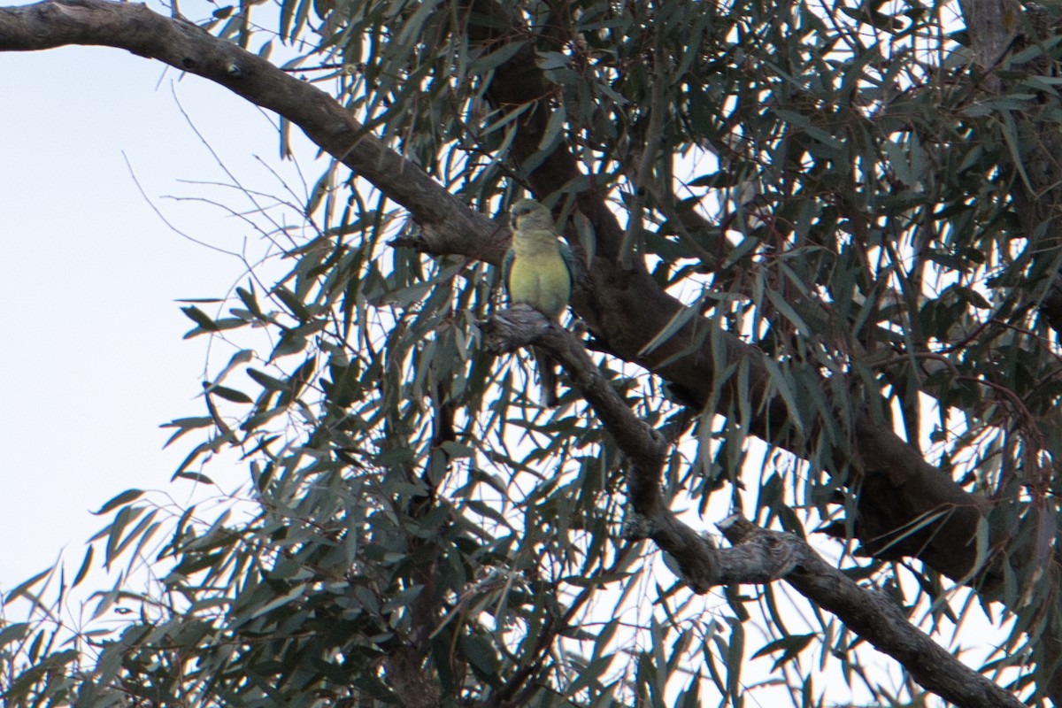 Red-rumped Parrot - ML621537897