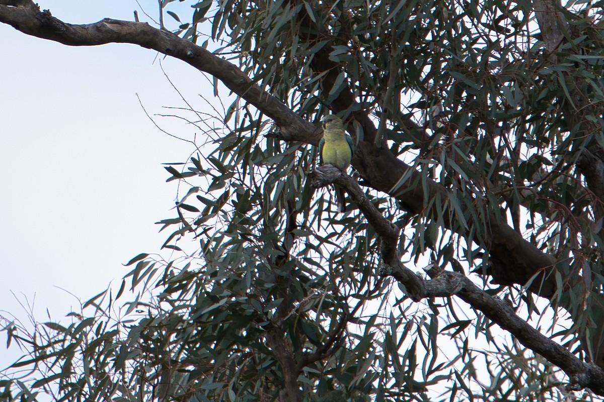 Red-rumped Parrot - ML621537898