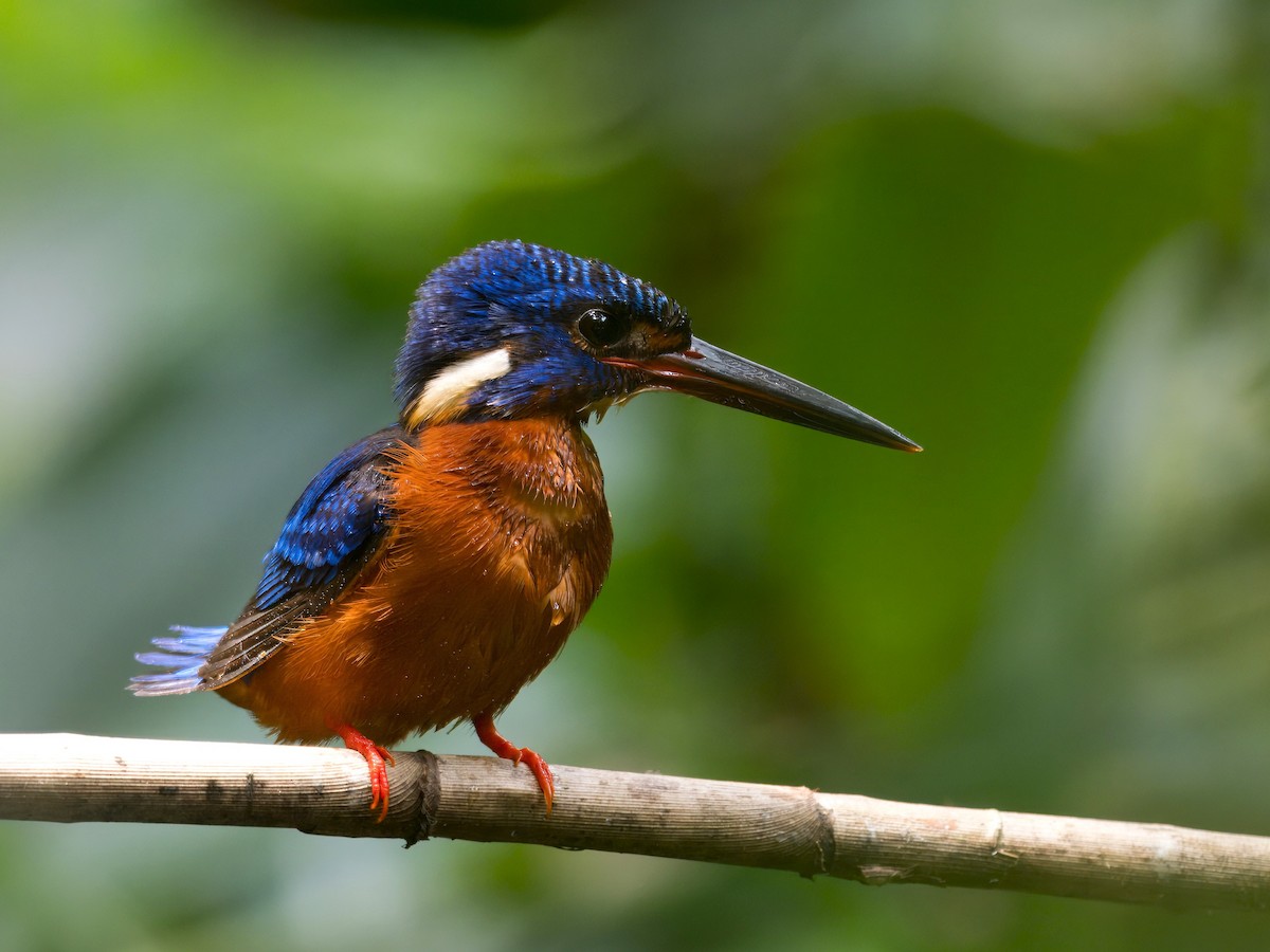 Blue-eared Kingfisher - ML621537908