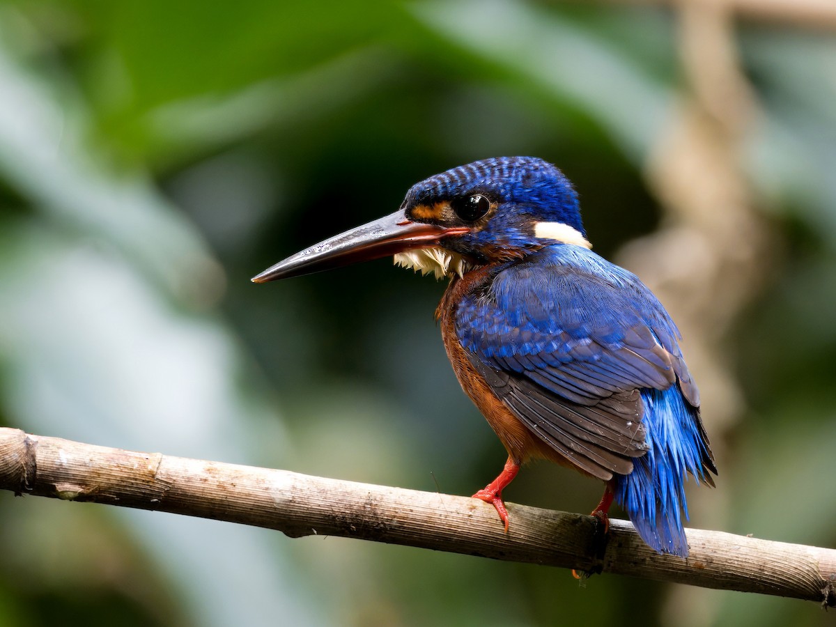 Blue-eared Kingfisher - ML621537909