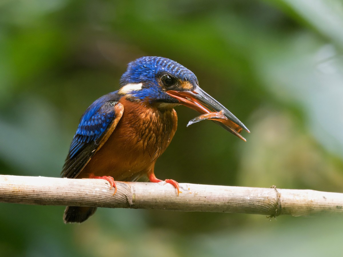 Blue-eared Kingfisher - ML621537911