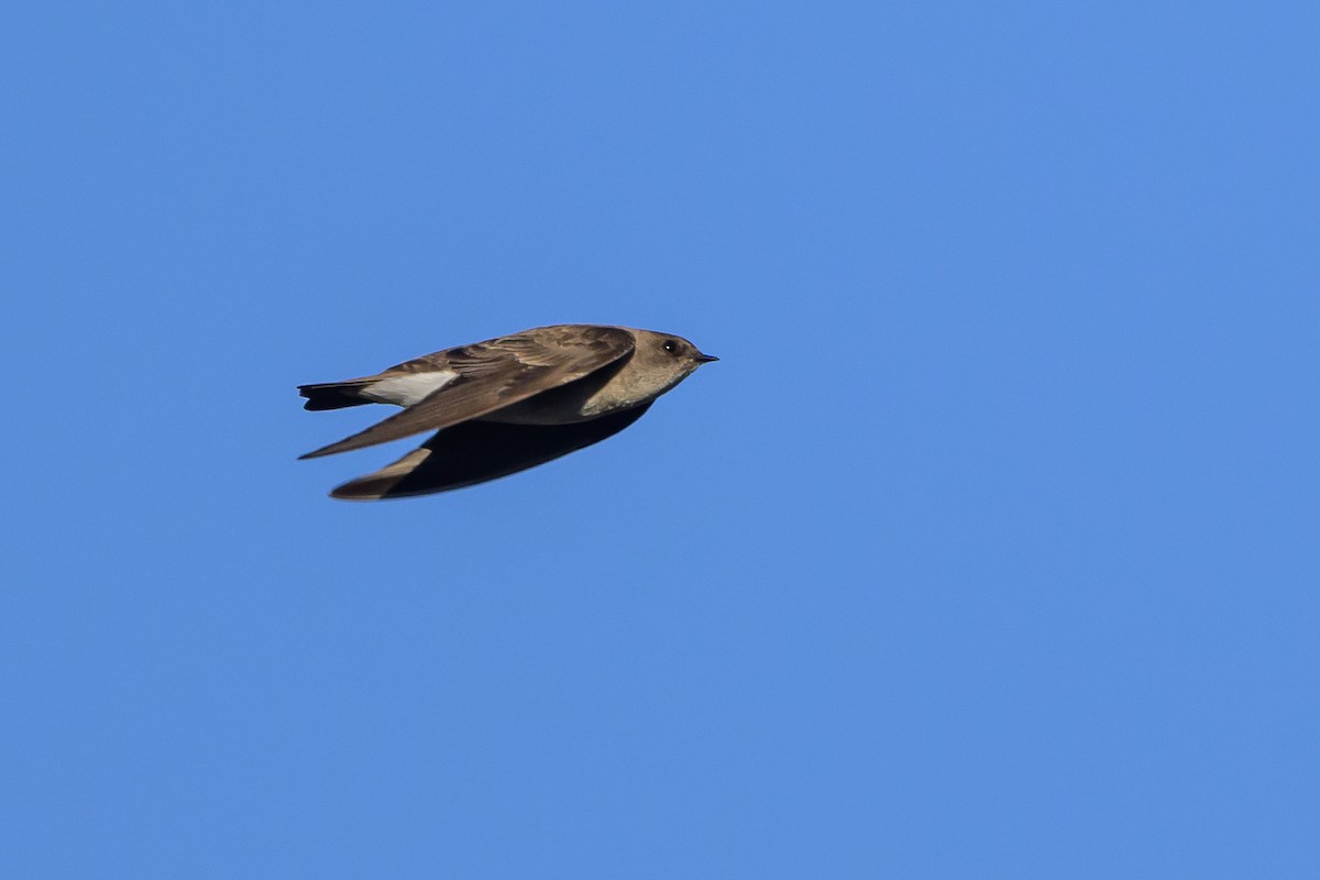 Northern Rough-winged Swallow - ML621537950