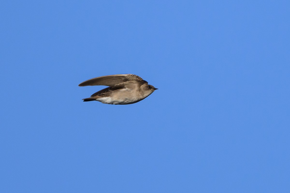 Northern Rough-winged Swallow - ML621537951