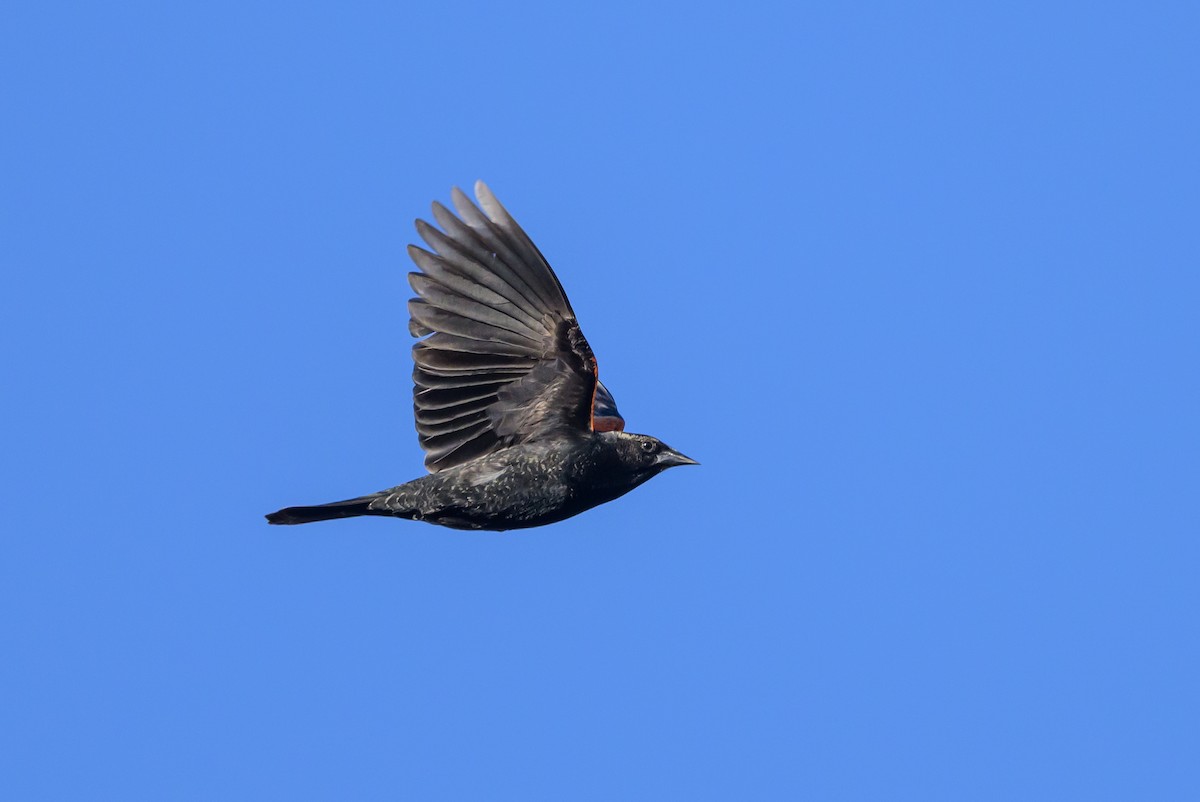 Red-winged Blackbird - ML621537952