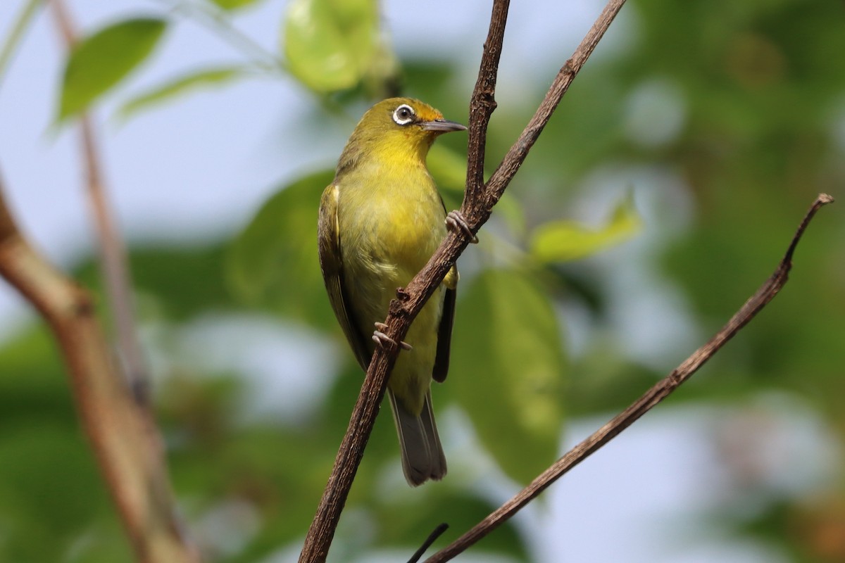 Yellowish White-eye - ML621538014